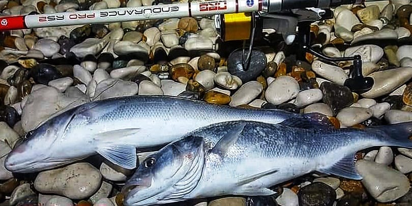 Specimen Collection - Hand-Tied Shore Fishing Rigs - Saltwater Angling