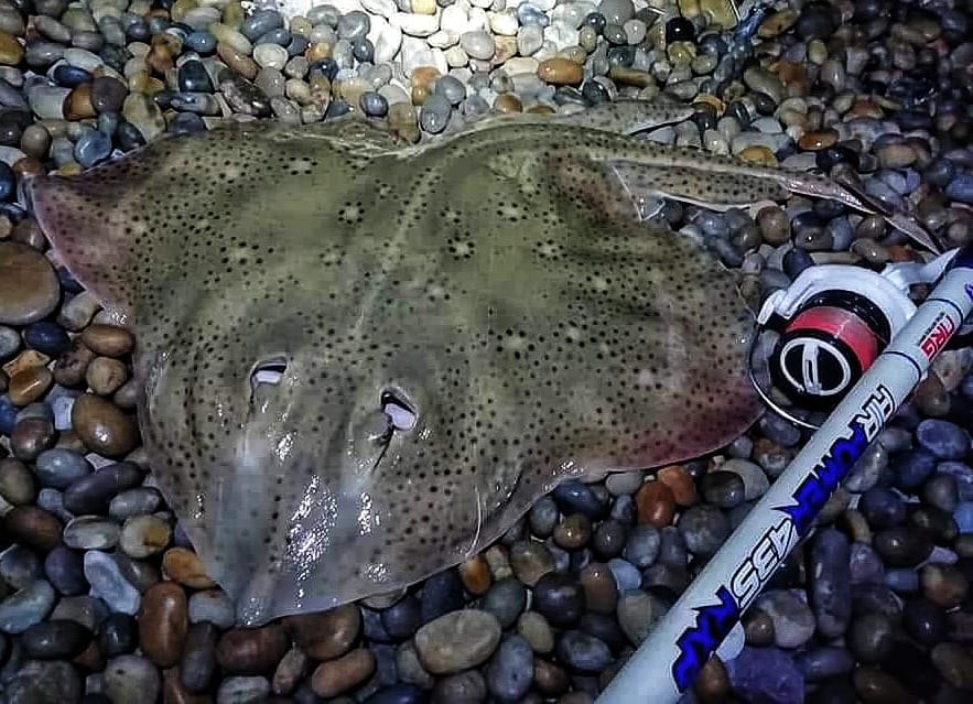 Specimen Collection - Hand-Tied Shore Fishing Rigs - Saltwater Angling