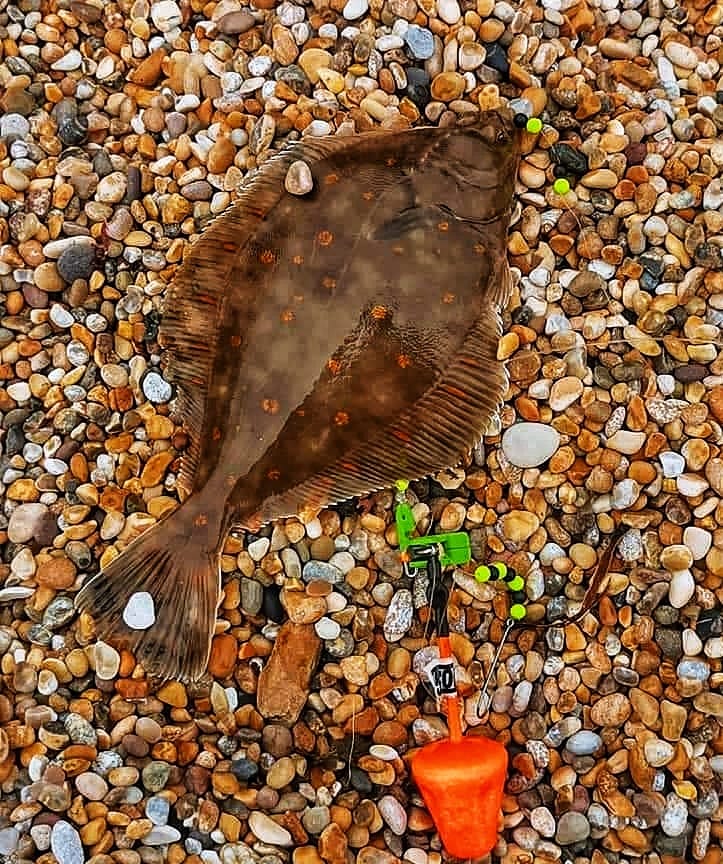 Specimen Collection - Hand-Tied Shore Fishing Rigs - Saltwater Angling