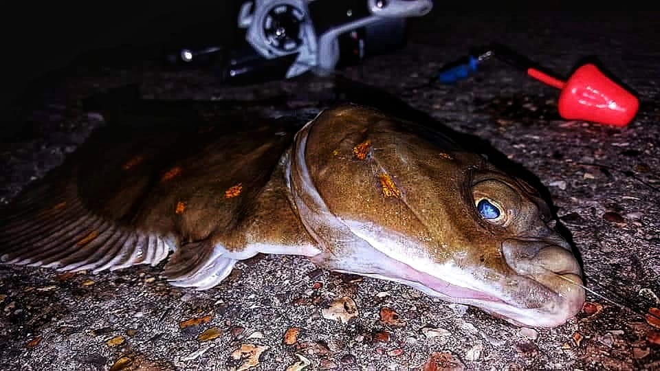 Specimen Collection - Hand-Tied Shore Fishing Rigs - Saltwater Angling