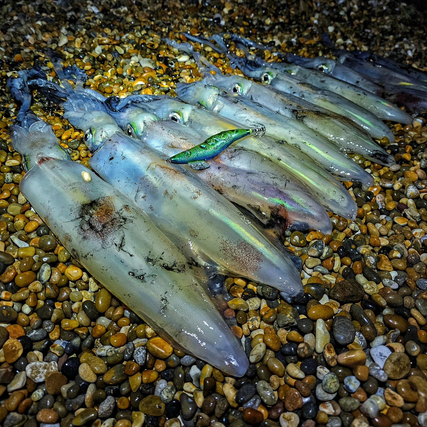 Saltwater Angling - Squid Jigs - Saltwater Angling