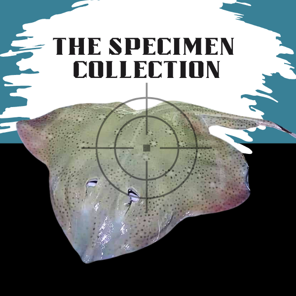 Specimen Collection - Hand-Tied Shore Fishing Rigs